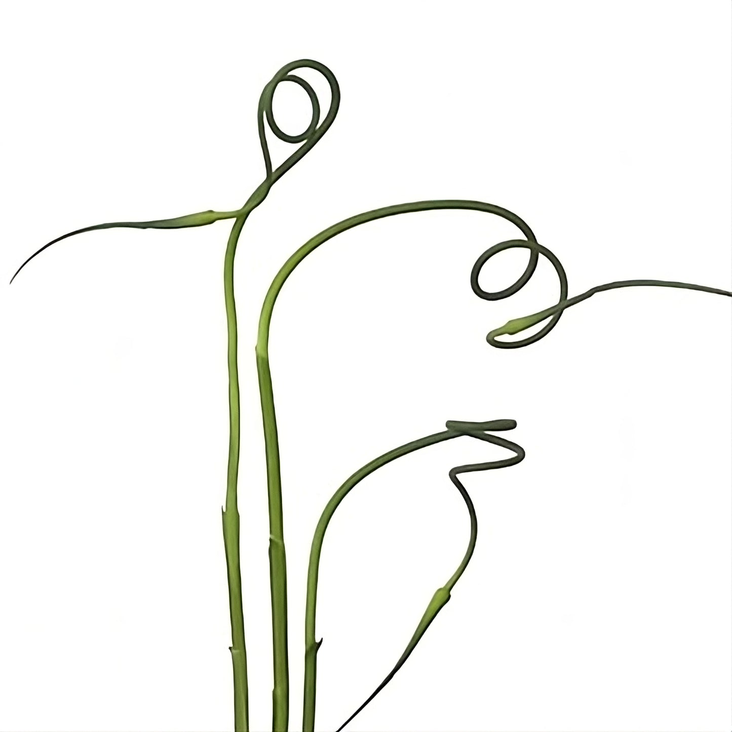 Allium Sativum Ophioscorodon Per Stem