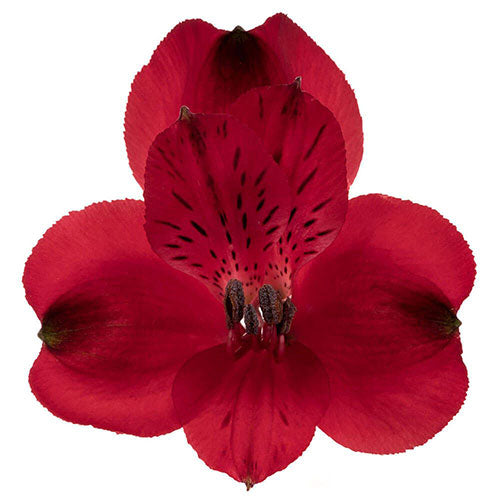 Alstromeria Red Per Stem