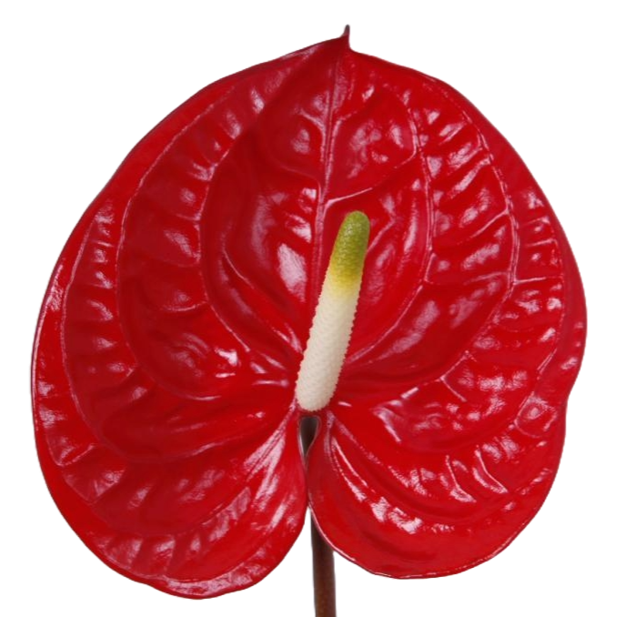 Anthurium Eterno Per Stem