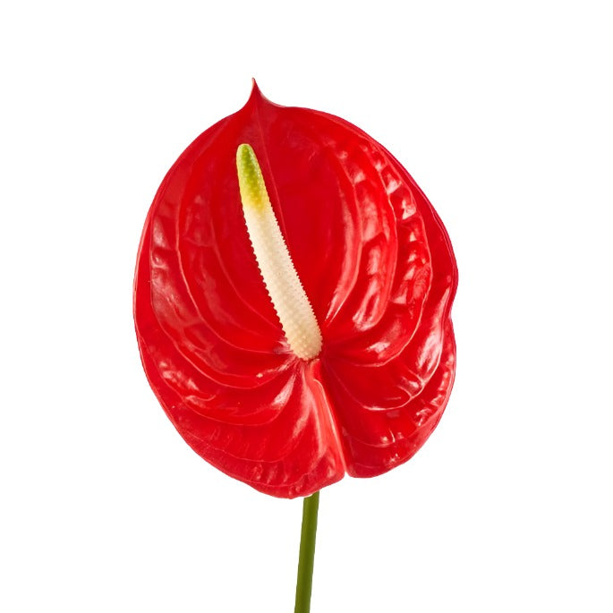 Anthurium Red Per Stem