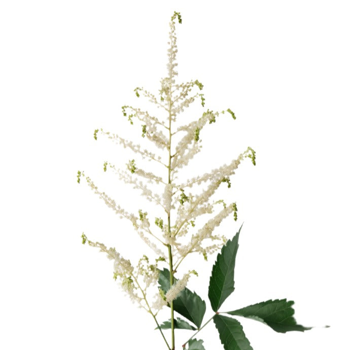Astilbe Washingthon White Per Stem
