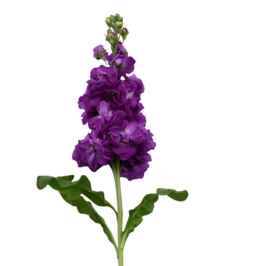 Matthiola Purple Per Stem