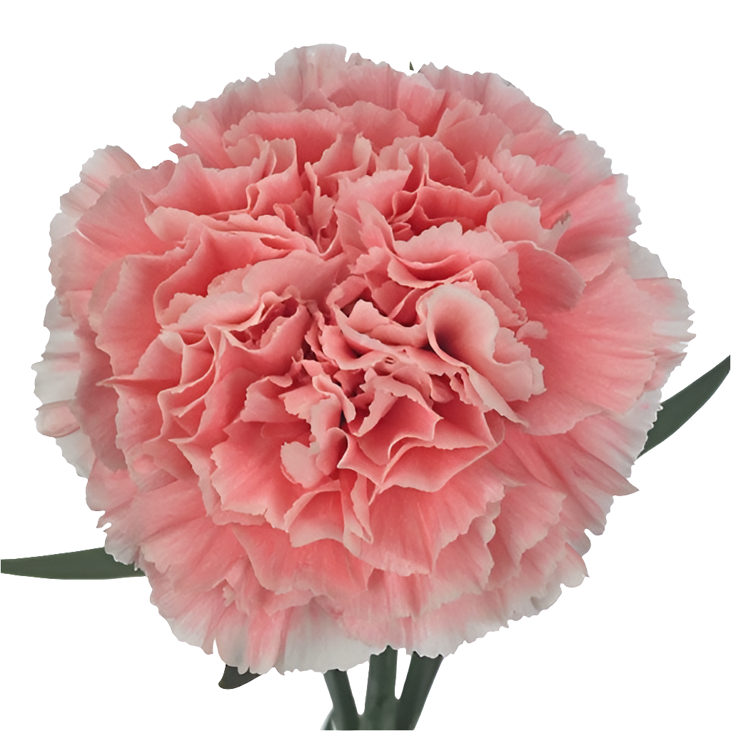 Carnation Single Pink Per Stem
