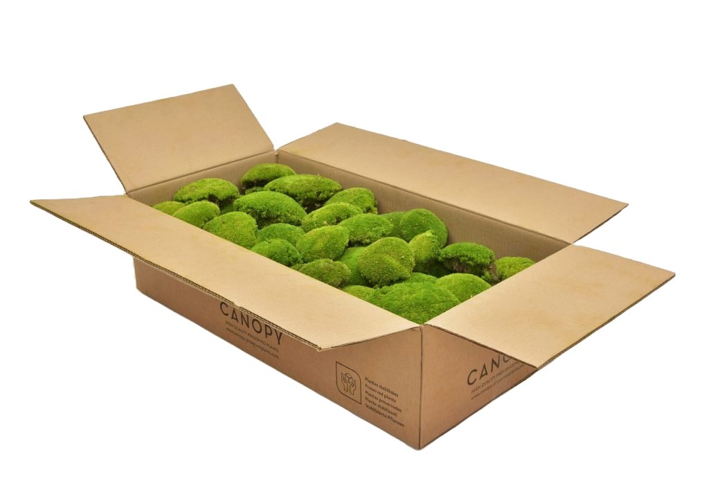 Canopy Ball Moss Full Box Per Stem