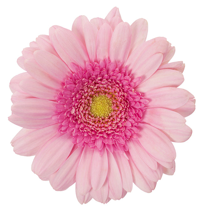 Gerbera Mini Pinky Per Stem