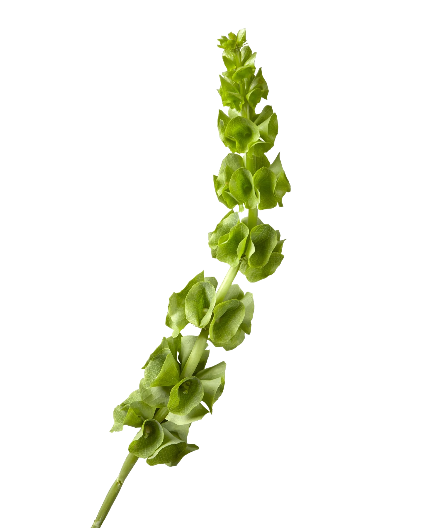 Moluccella - Bells Of Ireland Per Stem