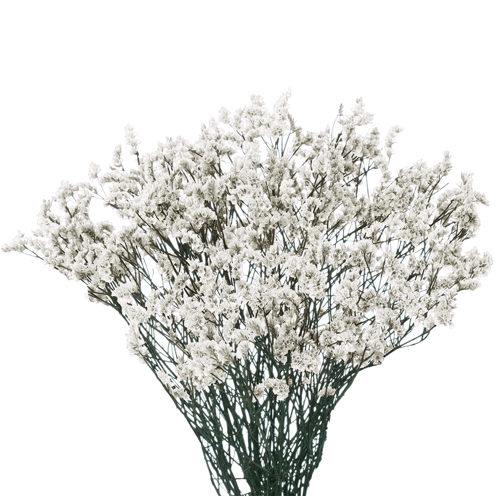 Limonium White Per Stem
