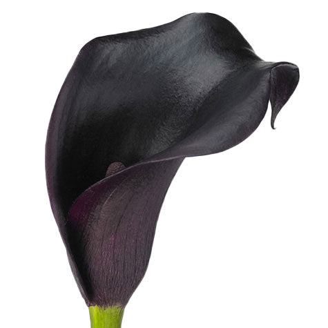 Calla Lily Cantor Per Stem