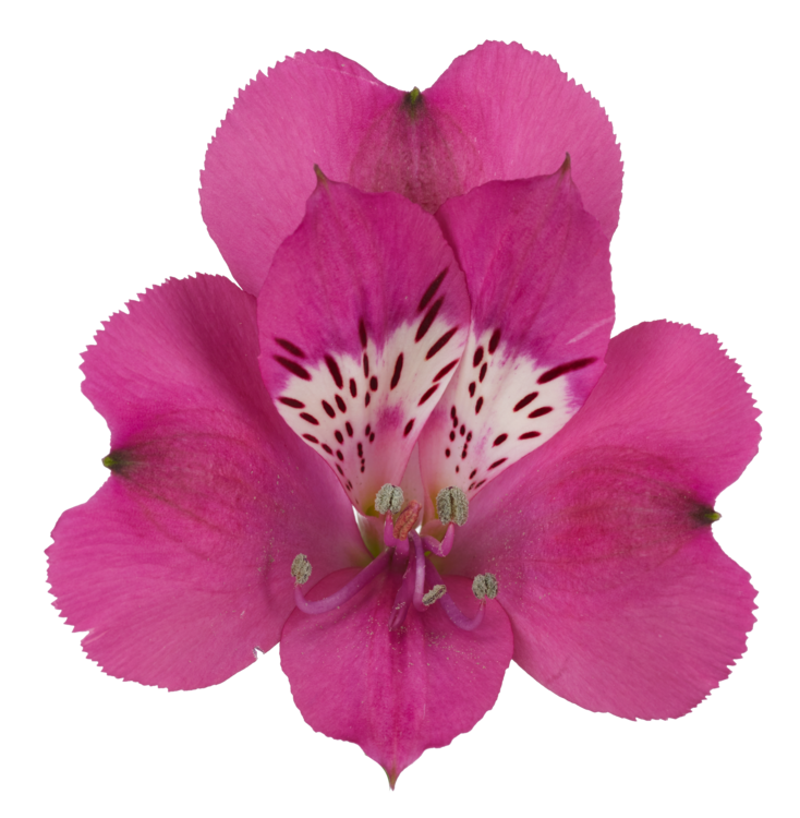 Alstromeria Purple Per Stem