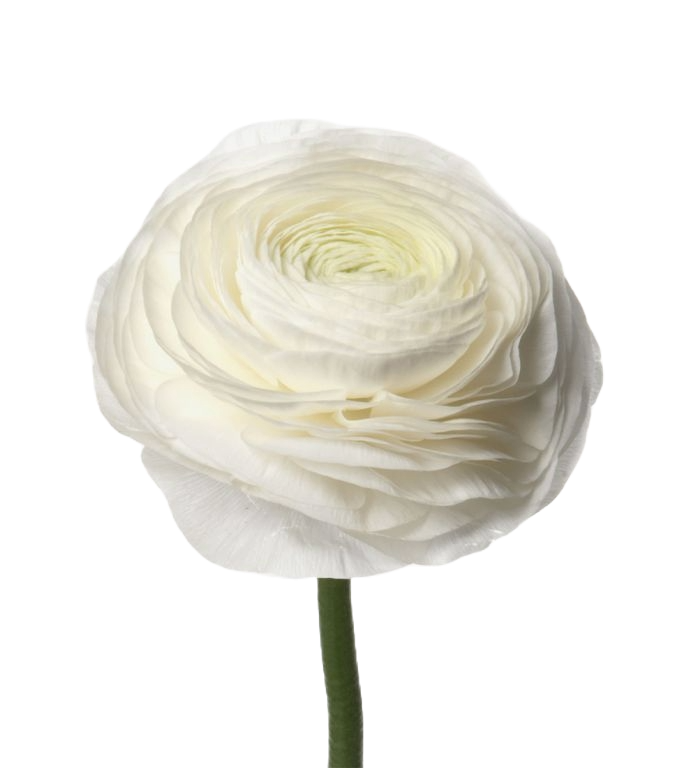 Ranunculus White Per Stem