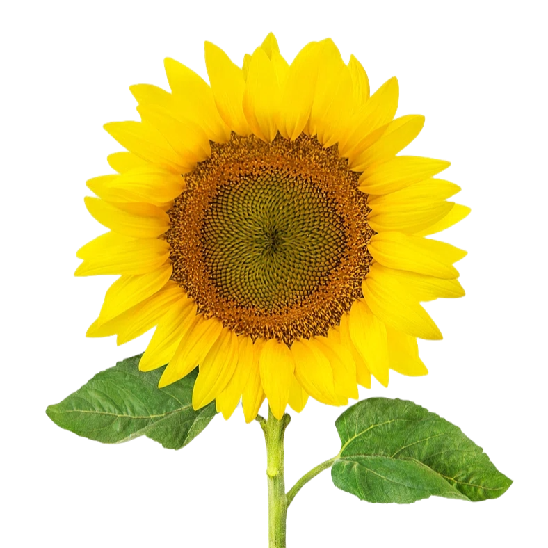 Sunflower Per Stem