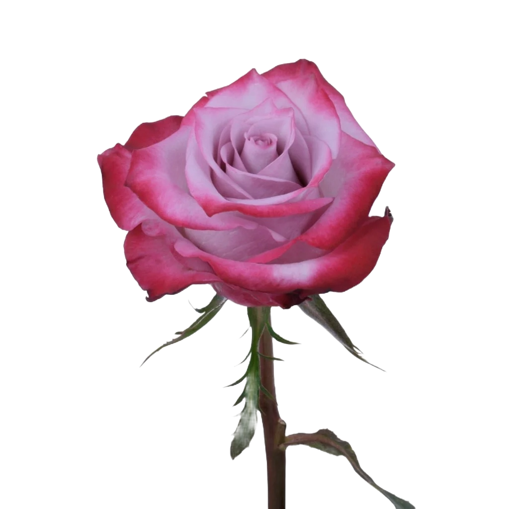 Rose Deep Purple Per Stem