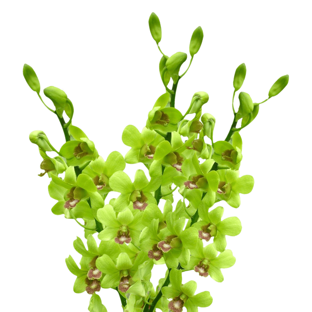 Dendrobium Green Per Stem