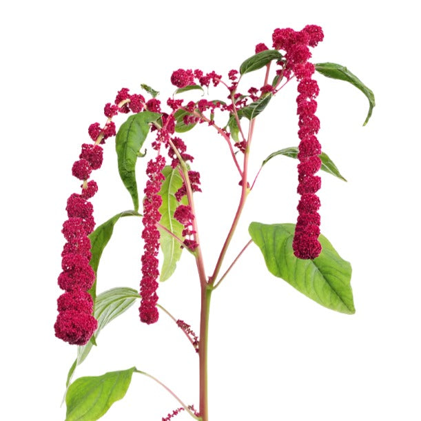 Amaranthus Red Per Stem