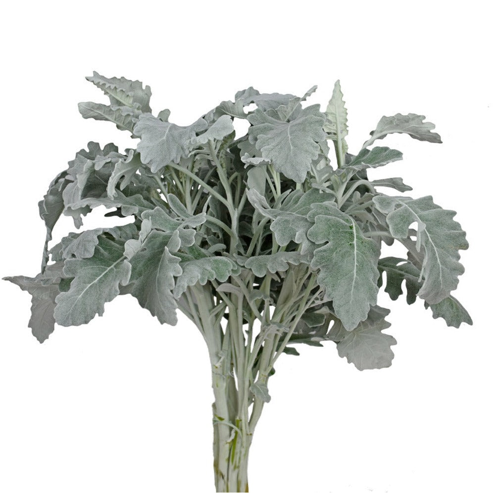Silver Ragwort Dusty Miller Per Stem