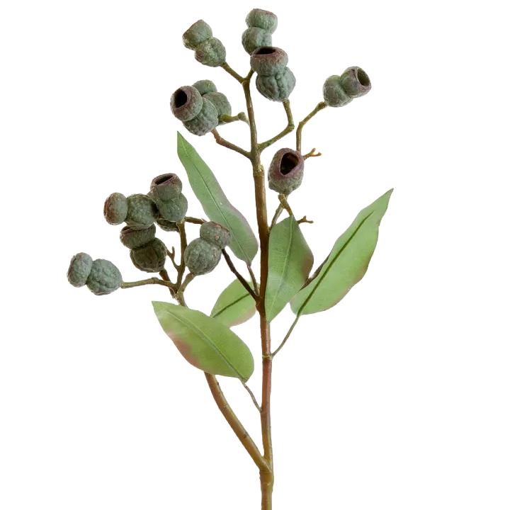 Eucalyptus Gumnut Per Stem