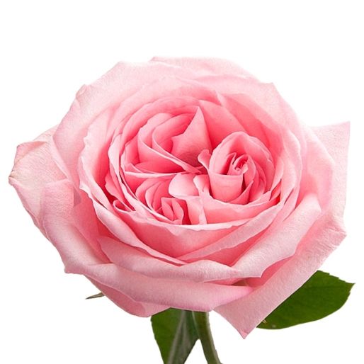 Rose Pink Ohara Per Stem