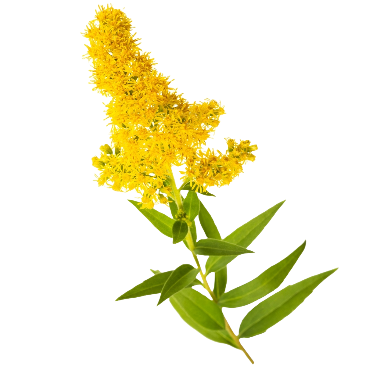 Solidago Per Stem