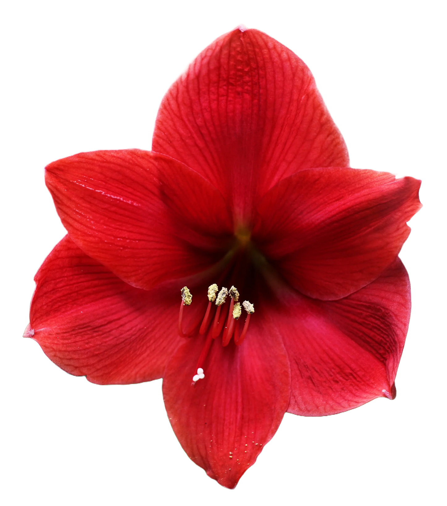 Amaryllis Red Per Stem