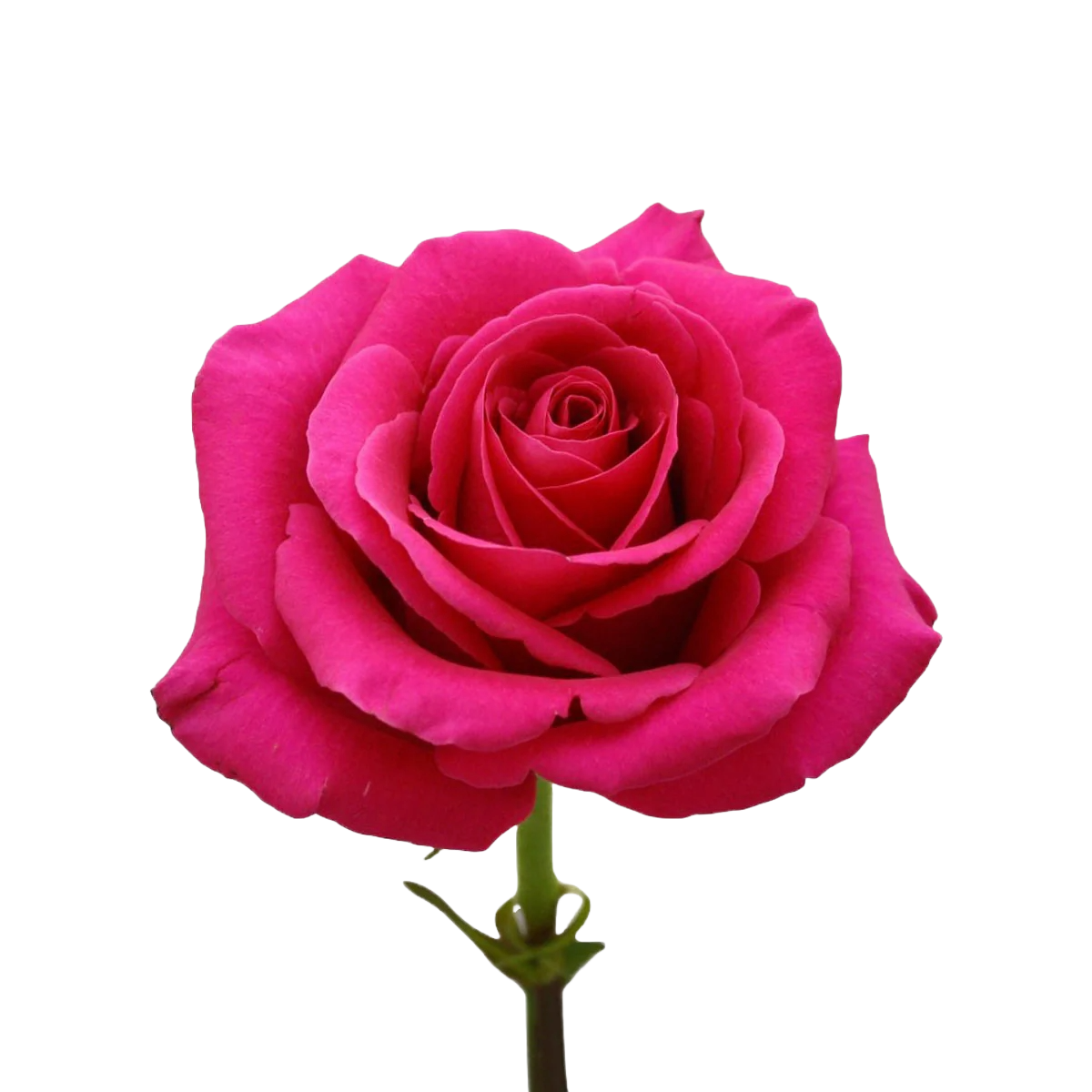 Rose Hot Pink Per Stem