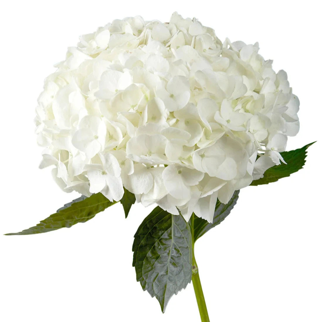 Hydrangea White Per Stem