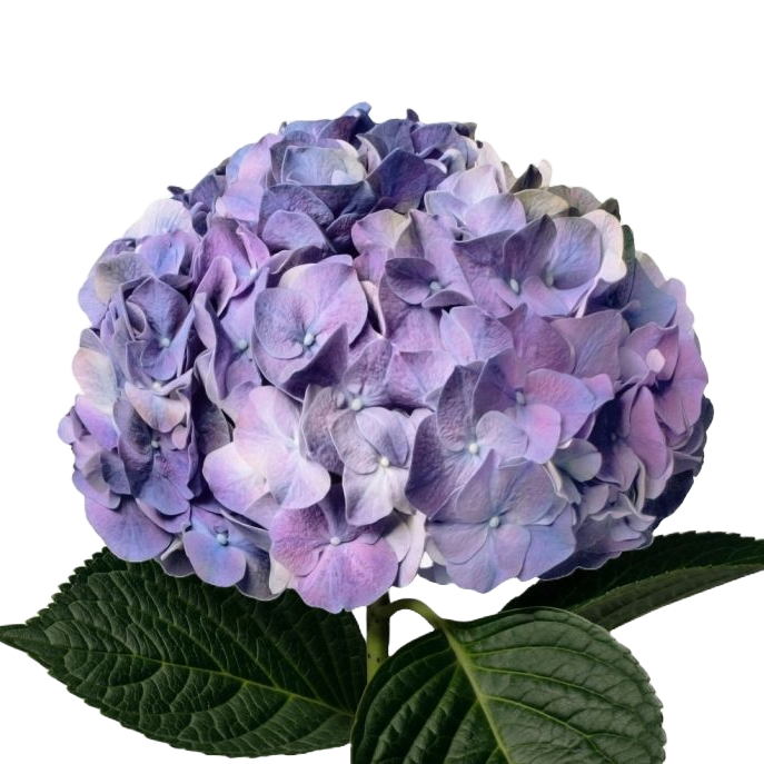 Hydrangea Lavender Per Stem