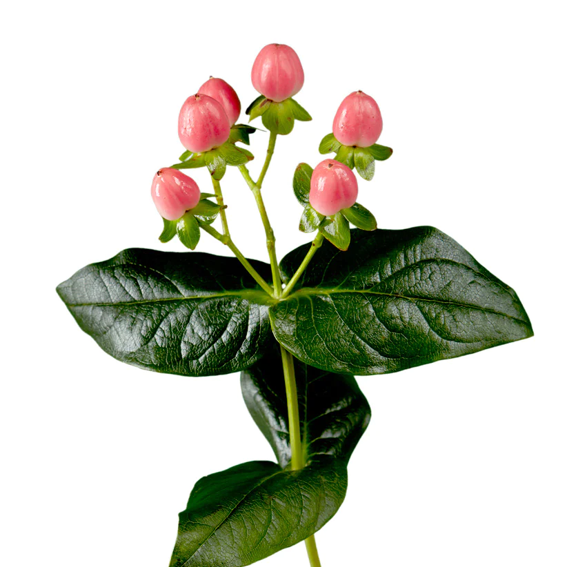 Hypericum Pink Per Stem