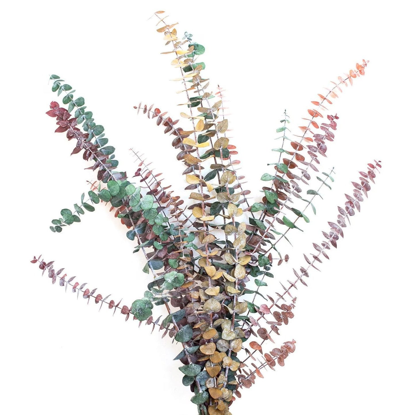 Eucalyptus Painted Per Stem