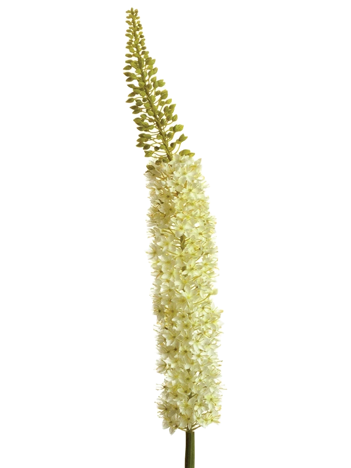 Eremurus Per Stem