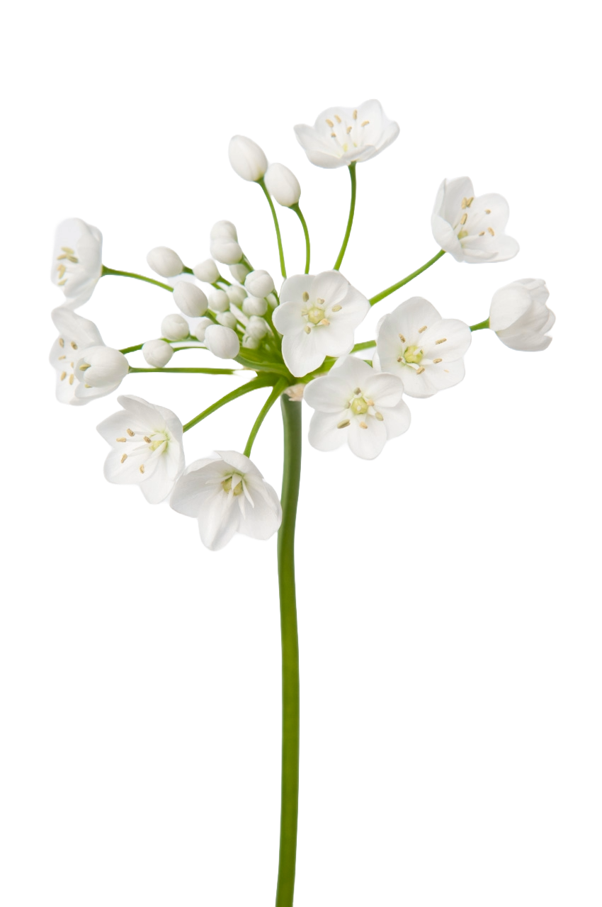 Allium Flocon Per Stem