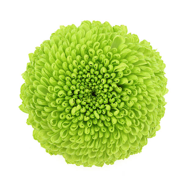 Chrysanthemum Button Green Per Stem