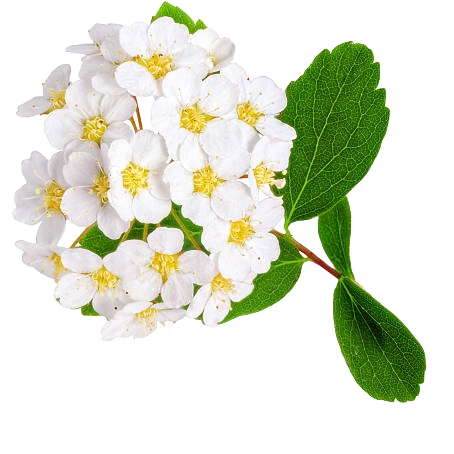 Spirea Snowmound Per Stem