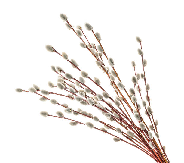 Salix Willows Per Stem