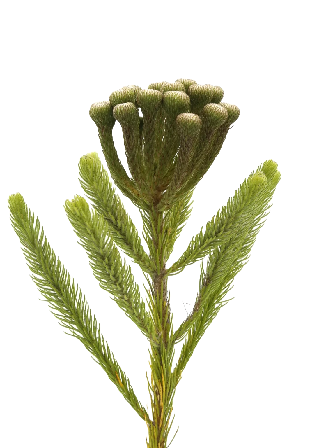 Albiflora per Stem