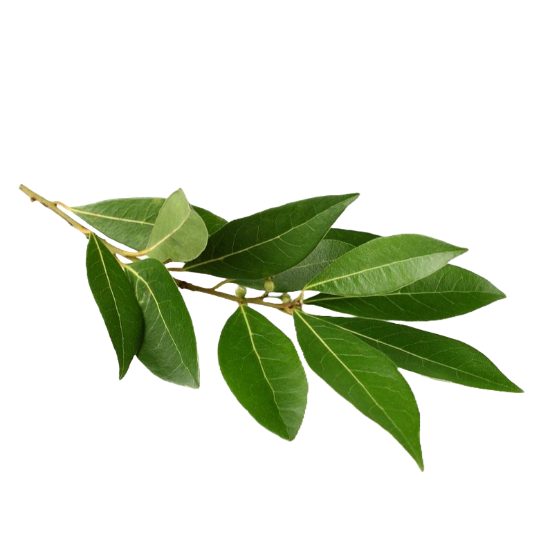 Laurel Leaves Per Stem