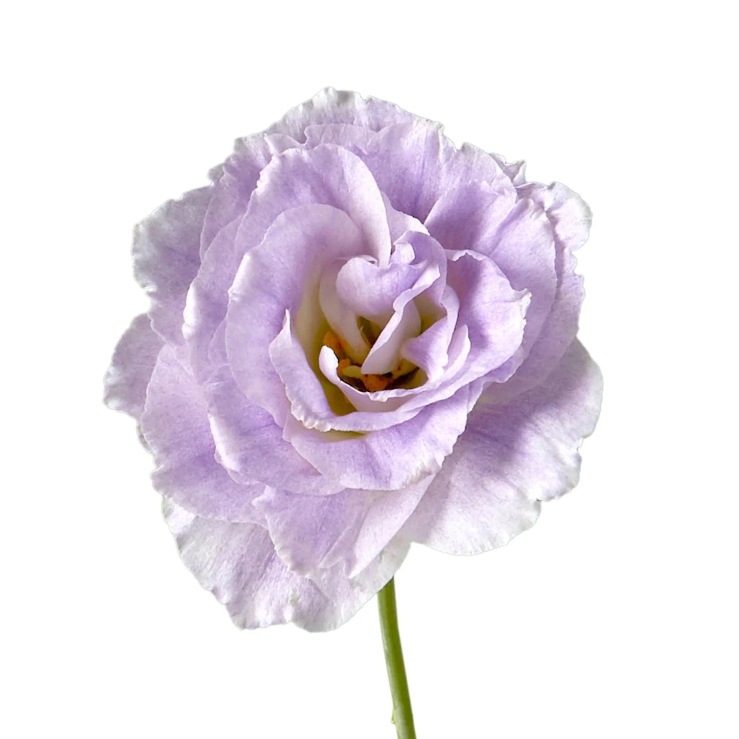 Lisianthus Lavender Per Stem