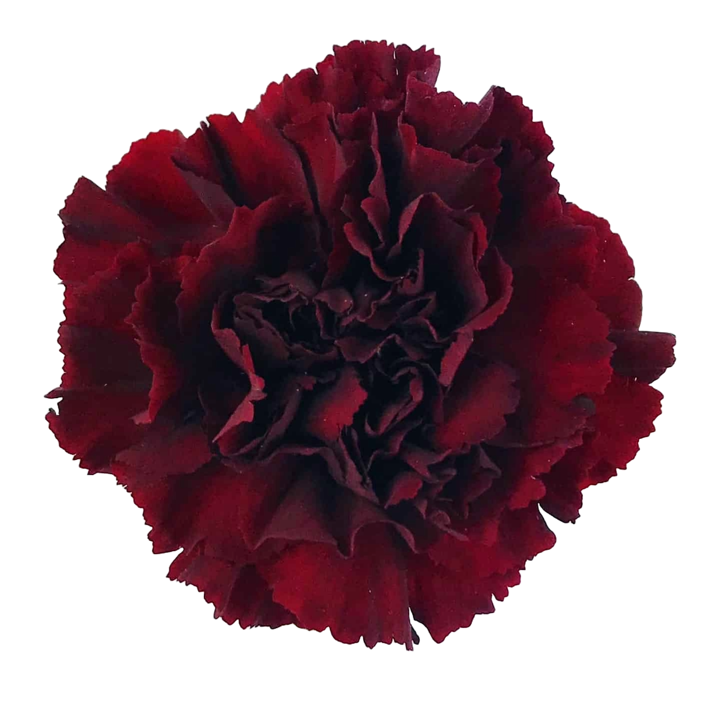 Carnation Dark Red Per Stem