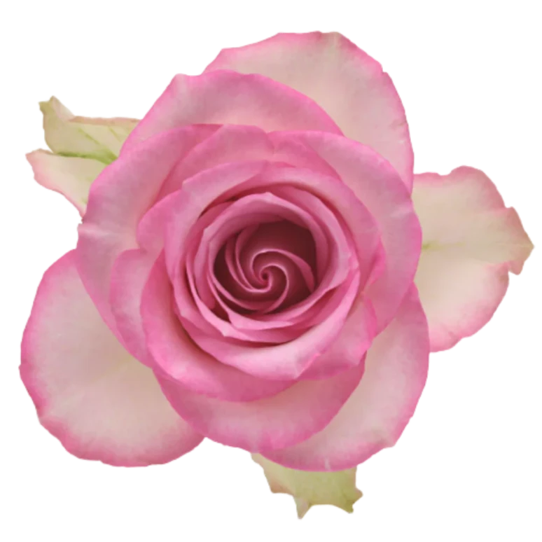 Rose Lovely Jewel Per Stem
