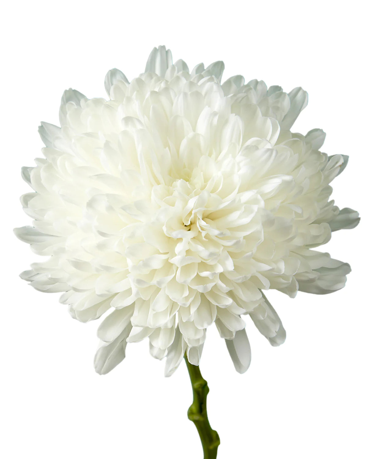 Chrysanthemum White Per Stem