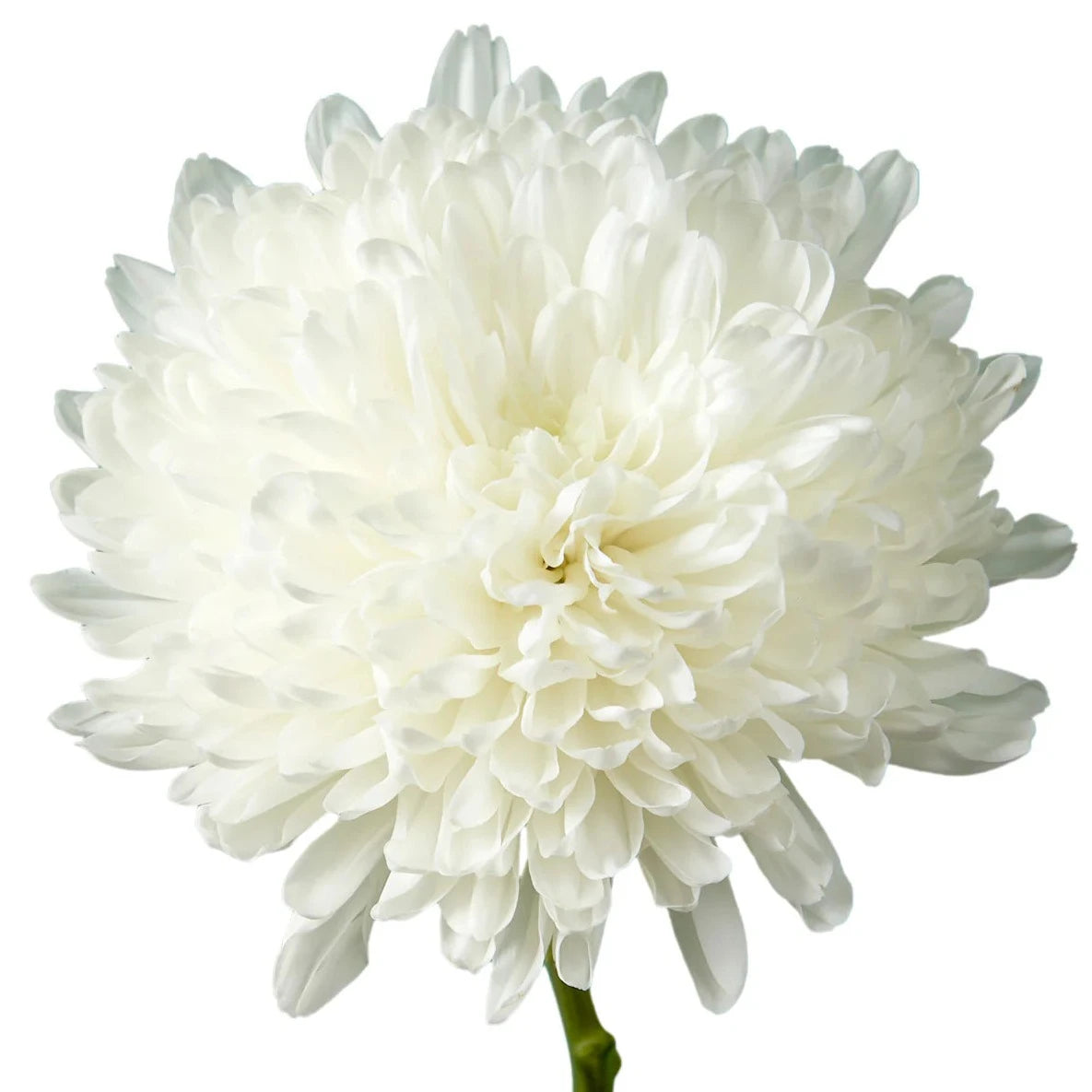 Chrysanthemum Zembla White Per Stem