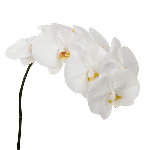 Phalaenopsis White Cut Flower Per Stem