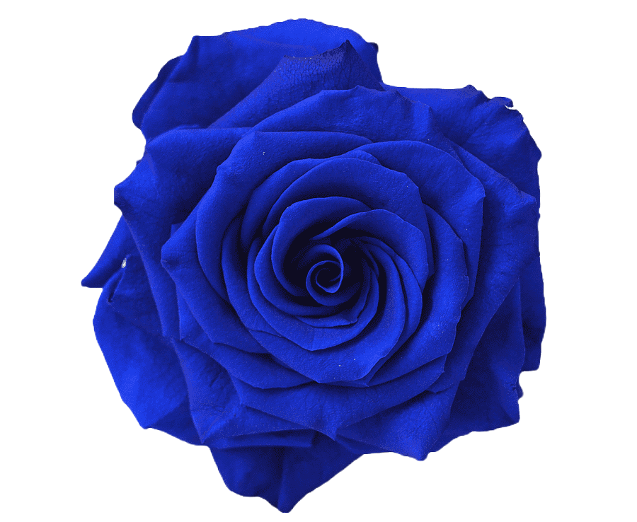 Rose Blue Per Stem