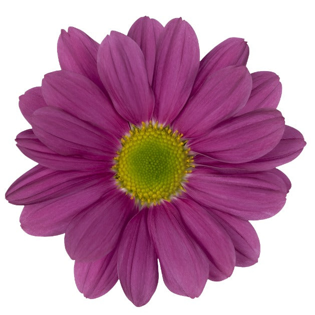 Chrysanthemum Sprays Purple Per Stem