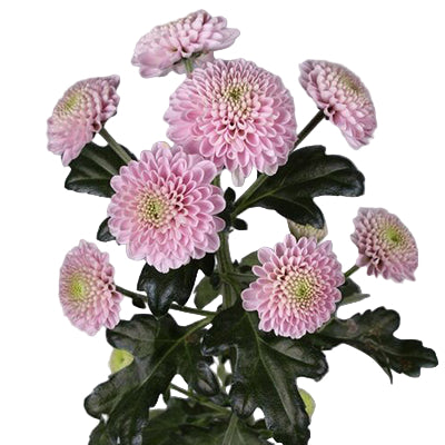 Chrysanthemum Santini levender doria