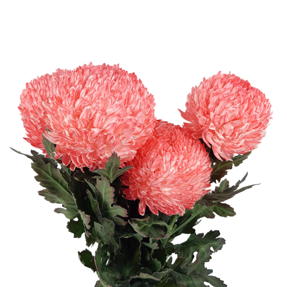 Chrysanthemum Tinted Red Per Stem