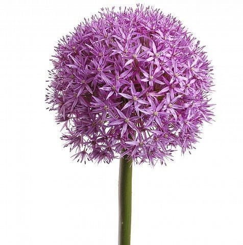 Allium Light Purple Per Stem