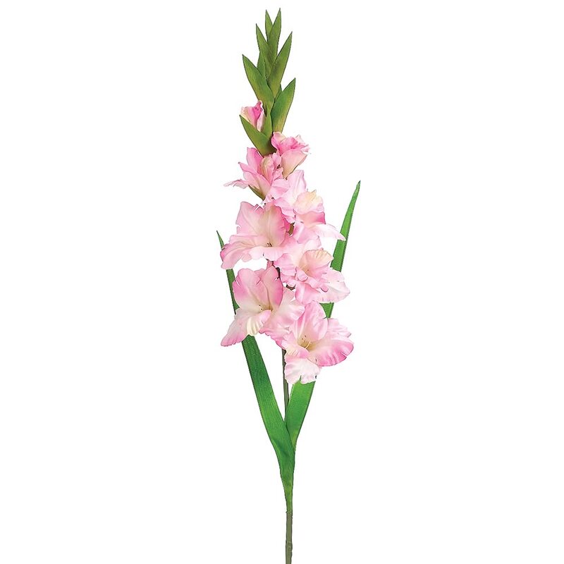 Gladiolus Soft Pink Per Stem