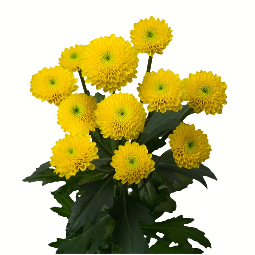 Chrysanthemum Santini Yellow Per Stem