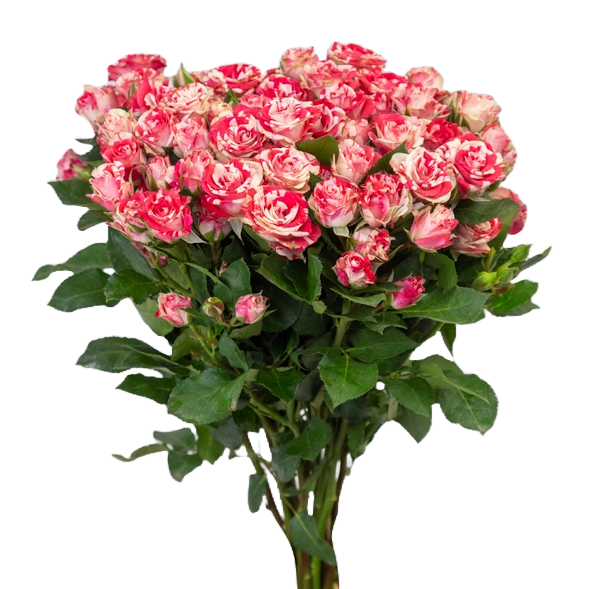 Spray Rose Fireworks Per Stem