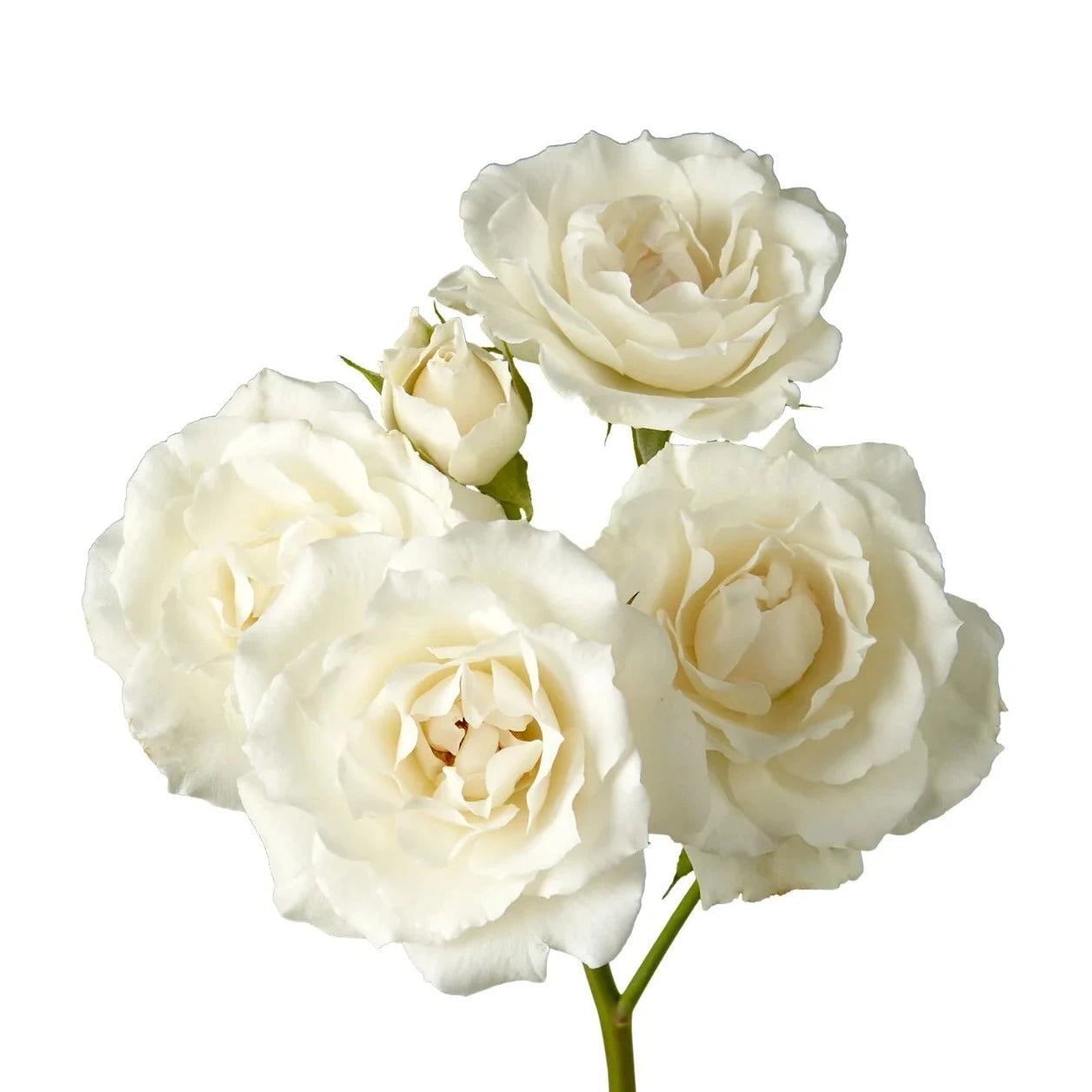 Spray Rose White Per Stem